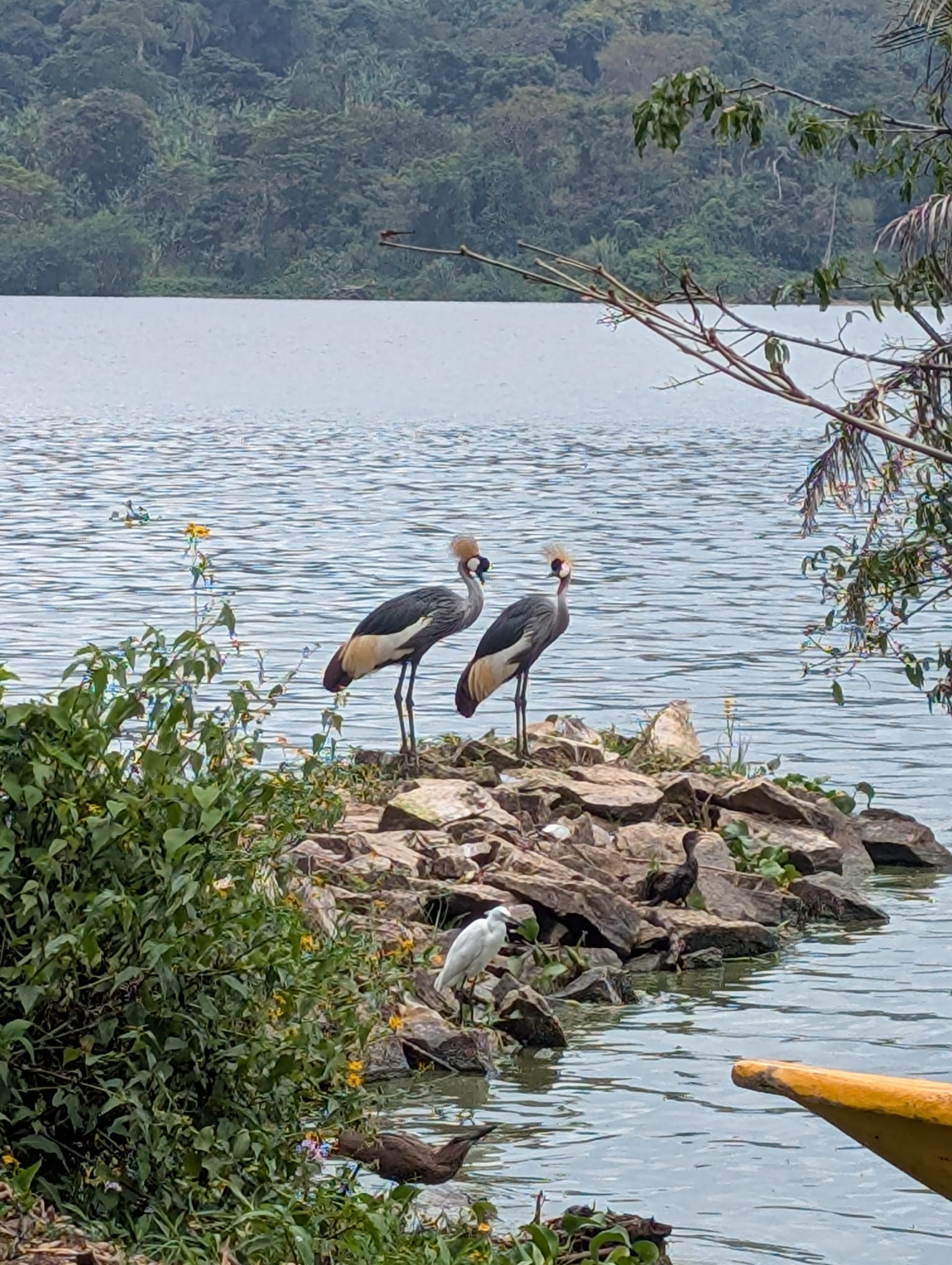 Pair of Grey Crowned Cranes standing on rocks at the Nile's edge, lush hills behind