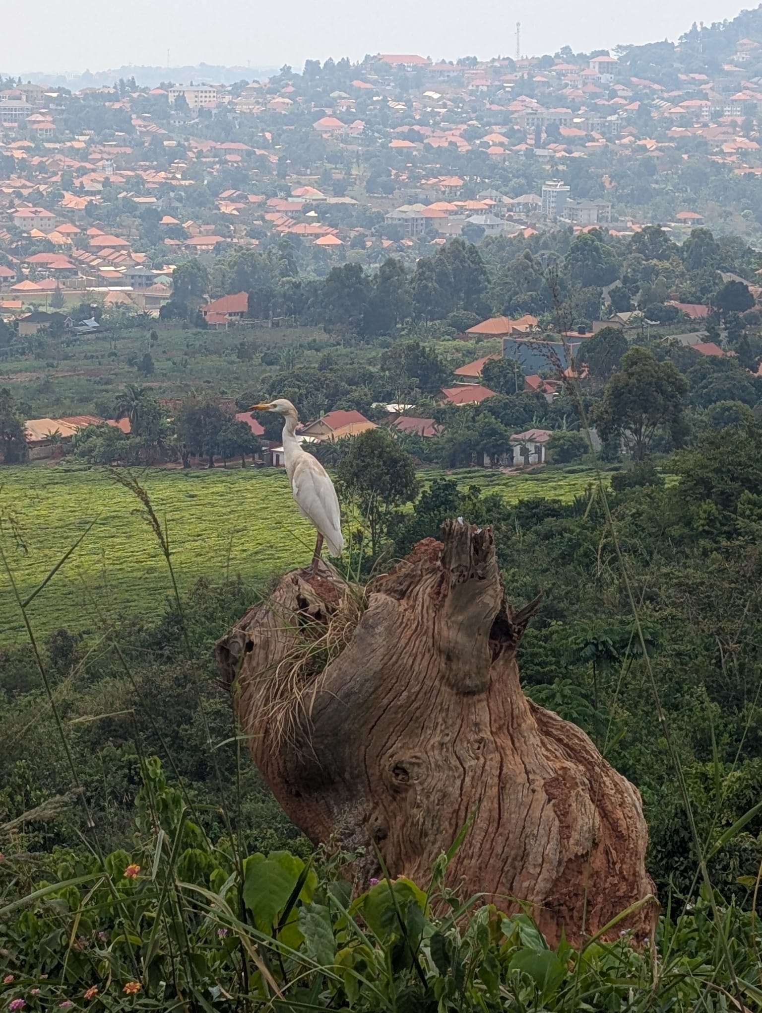 Great Egret perched on a weathered stump above the Jinja valley