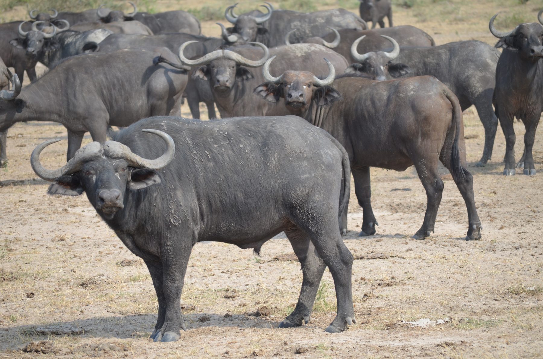 Cape buffalo bull staring at the camera in front of his herd, Murchison Falls National Park