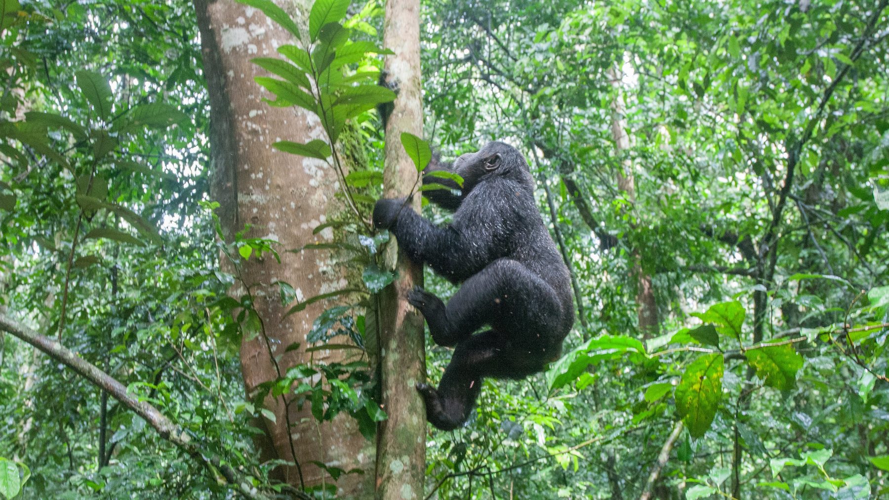 Chimpanzee climbing a tall forest tree trunk