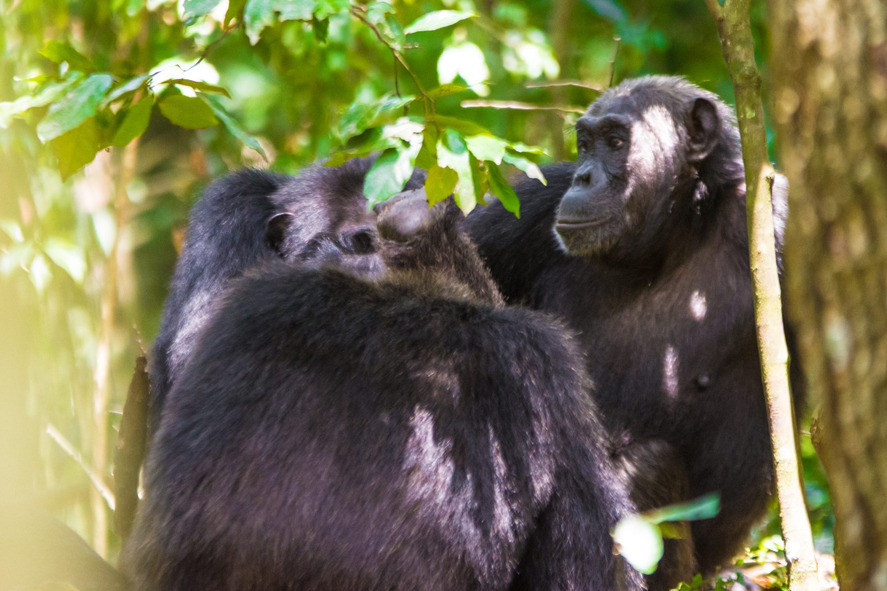 Two chimpanzees grooming each other in the forest canopy