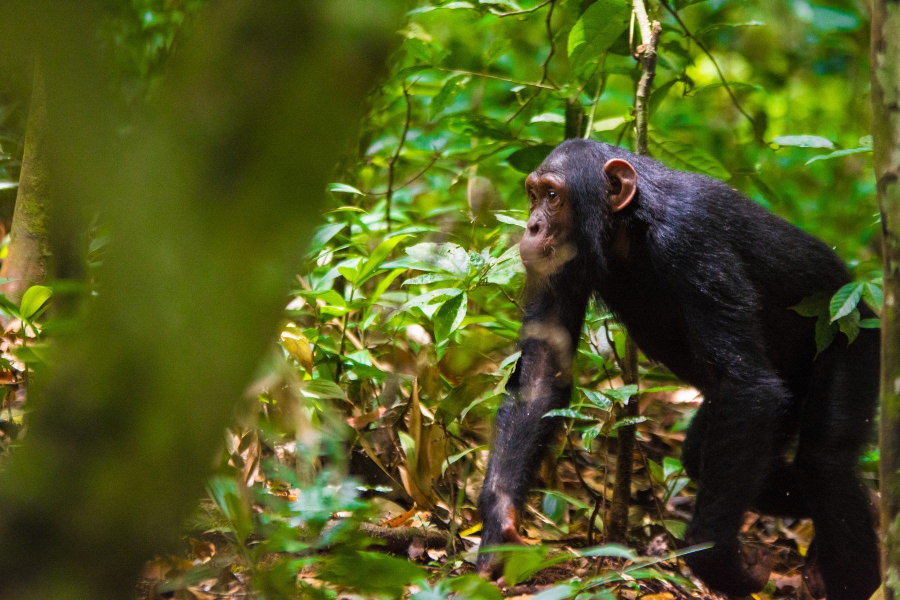 Chimpanzee standing in the forest understorey, Kibale