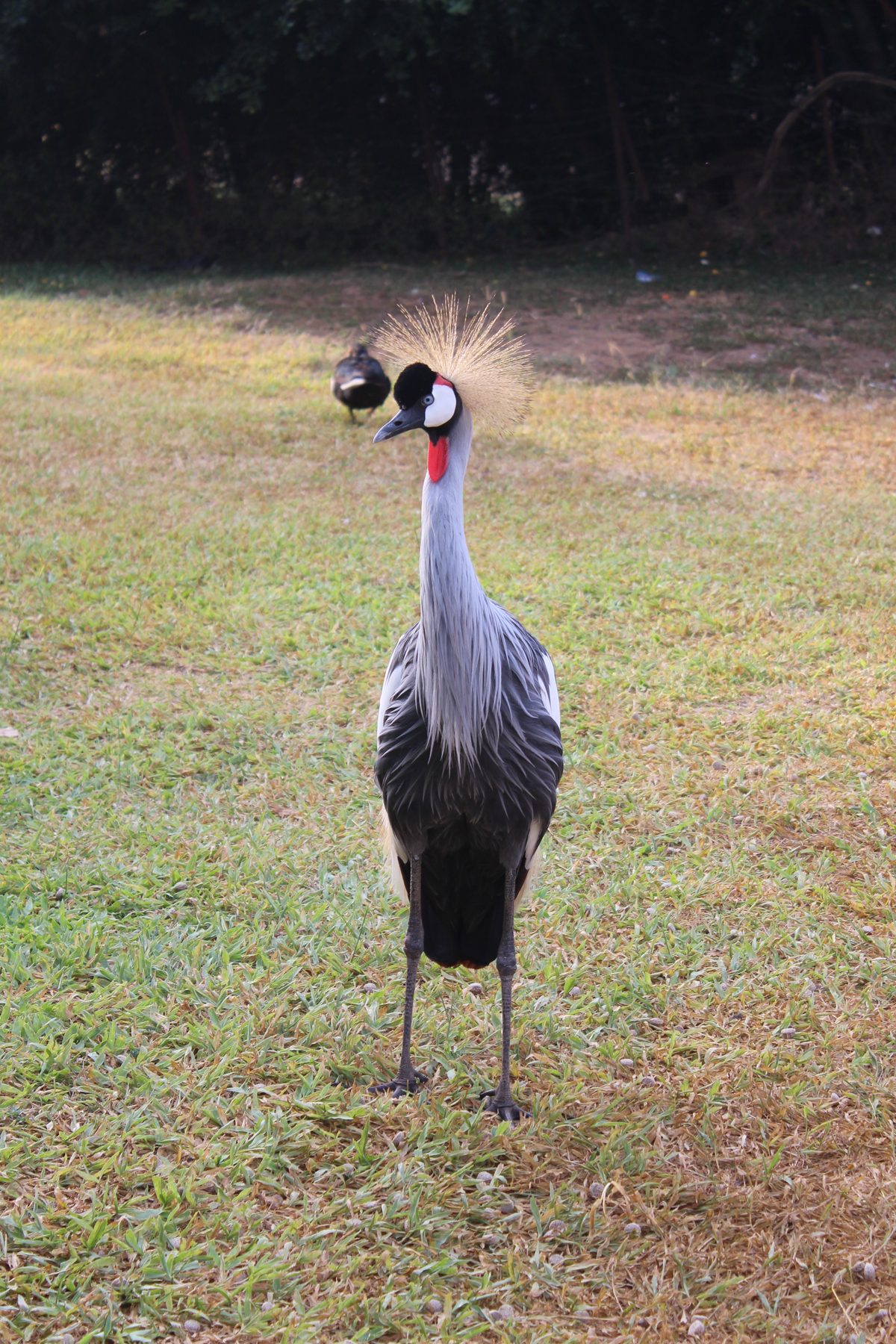 Grey crowned crane, Uganda's national bird, photographed at Murchison Falls
