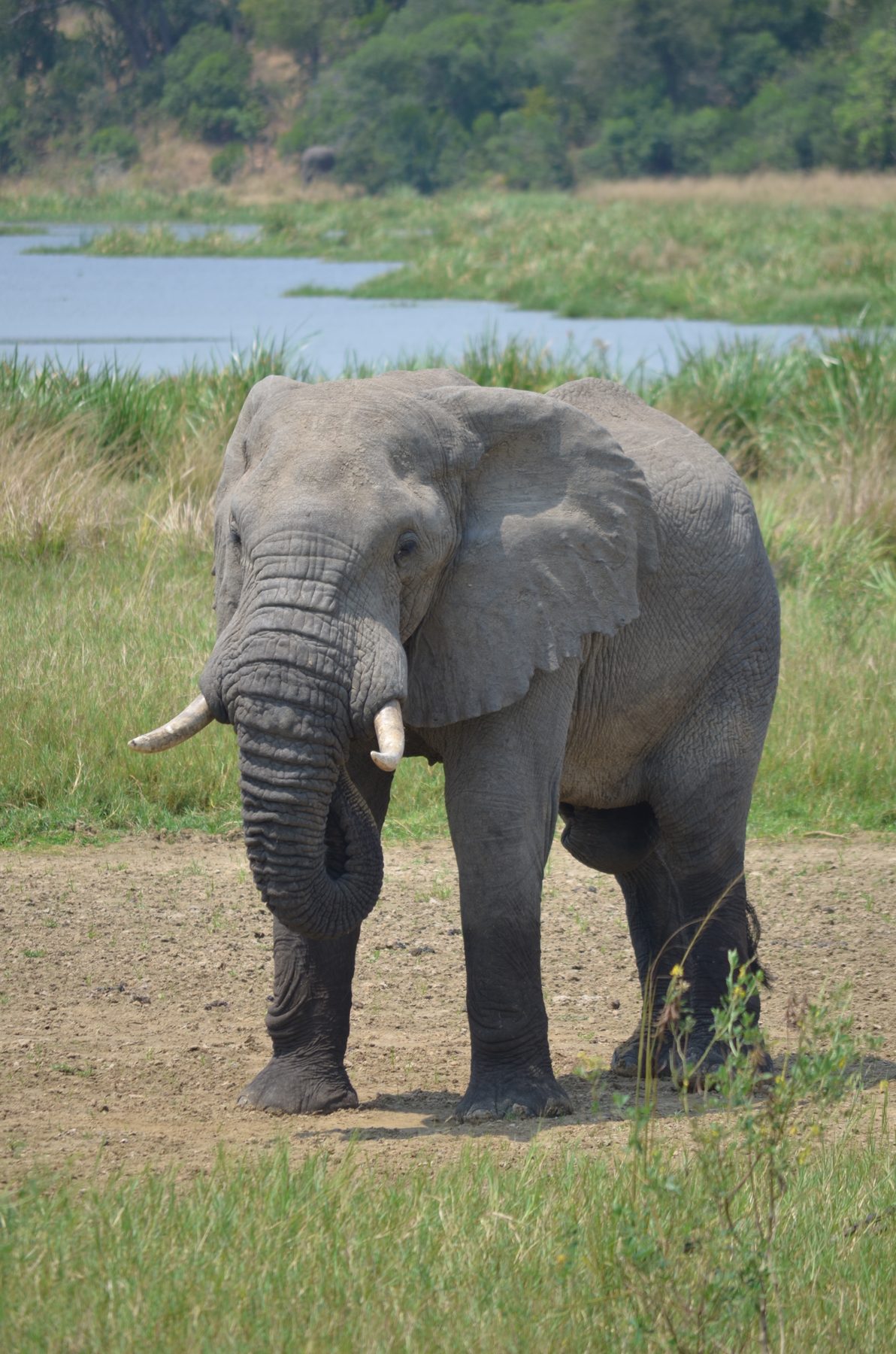 African elephant facing the camera in Murchison Falls National Park