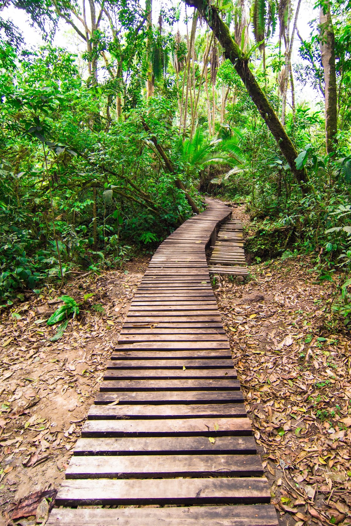 Wooden boardwalk trail leading into dense Ugandan rainforest