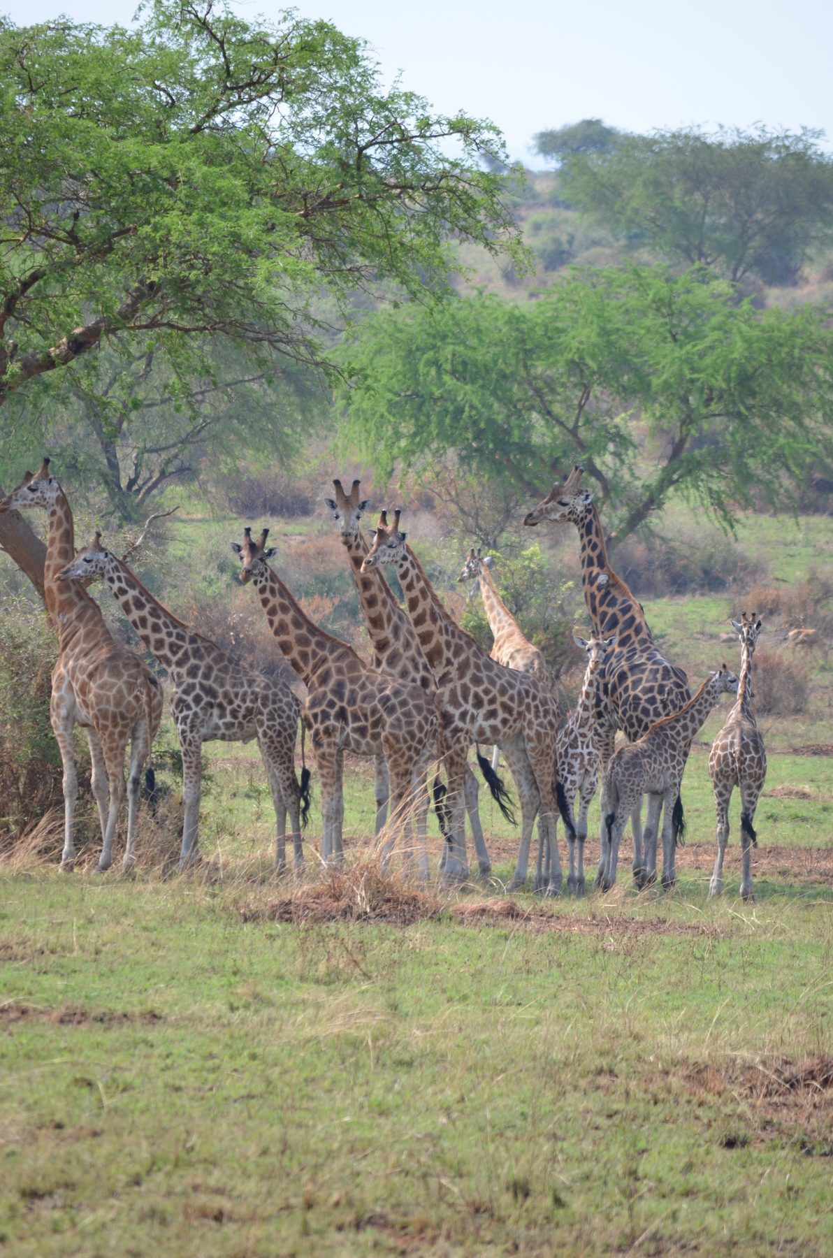 Tall group of Nubian giraffe standing together under acacia trees, Murchison Falls National Park