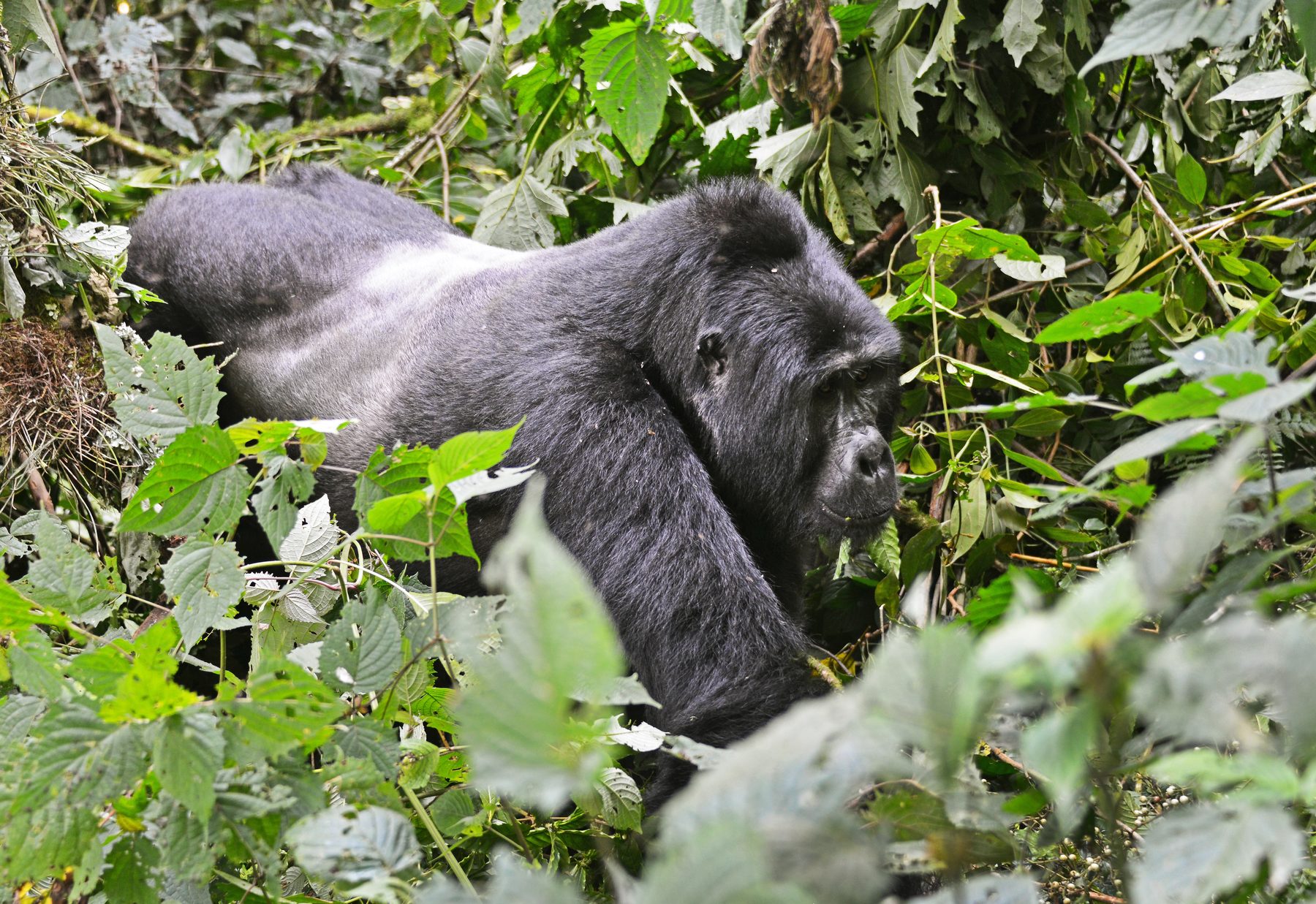 Silverback mountain gorilla resting in dense vegetation, Bwindi