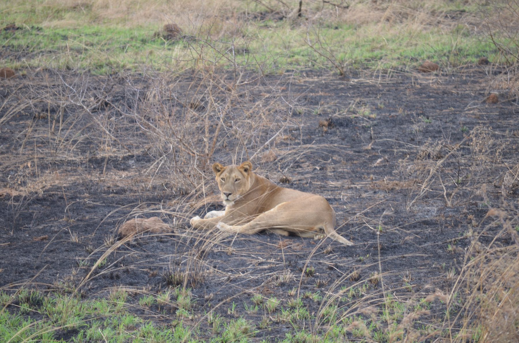 Lioness lying in freshly burned grassland, Murchison Falls National Park