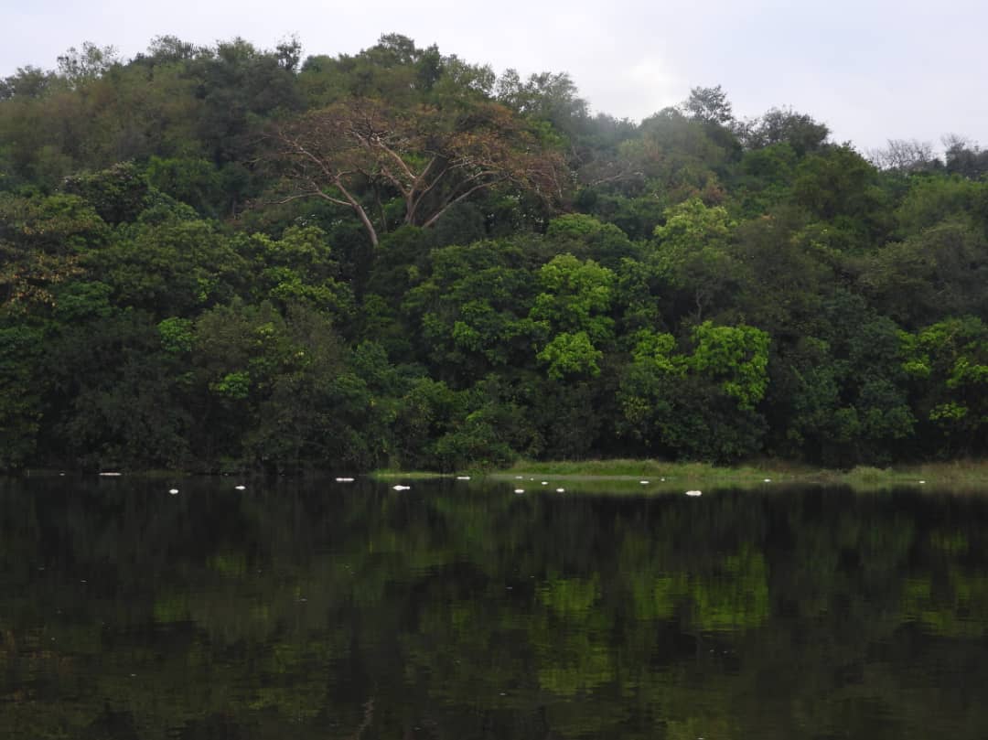 Mabira Forest canopy reflected in water