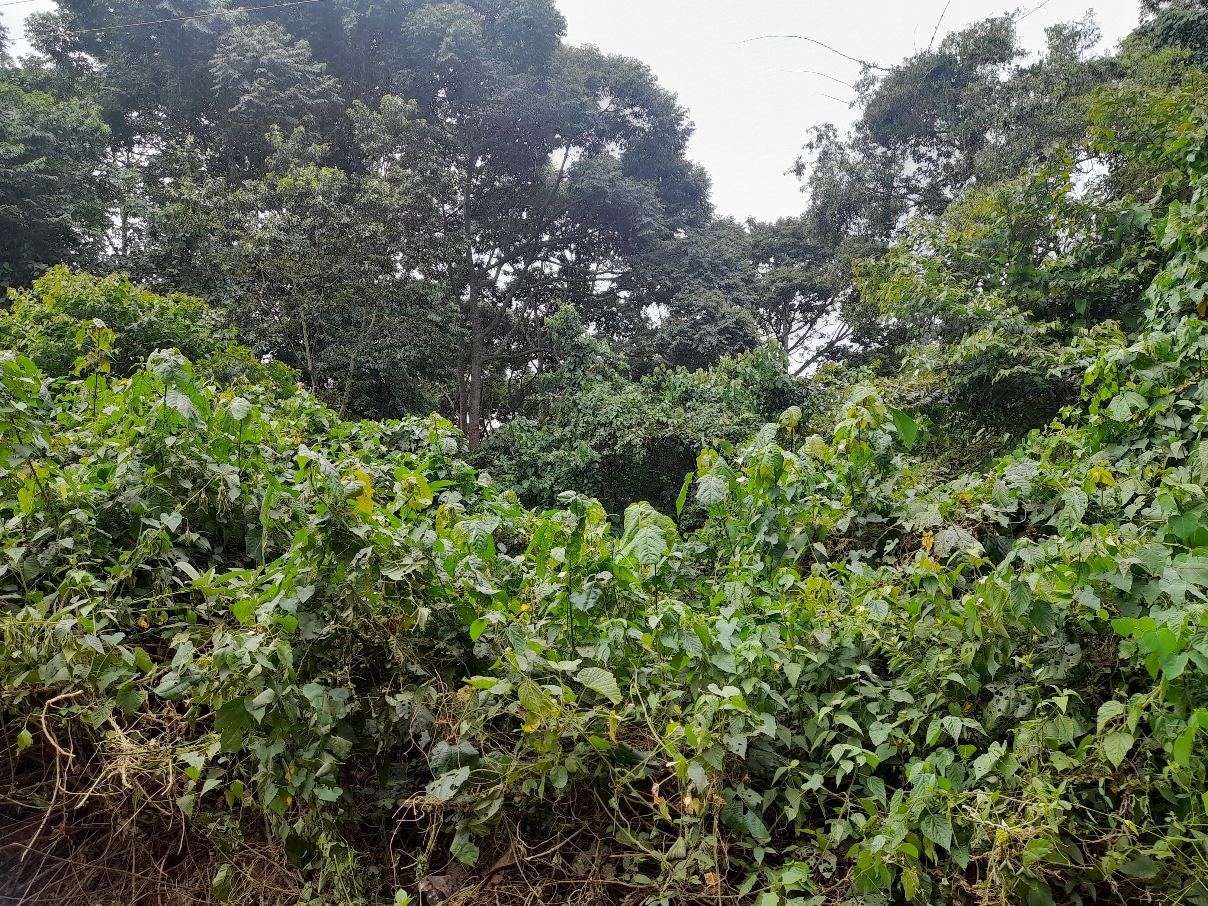 Mabira Forest vegetation and trail