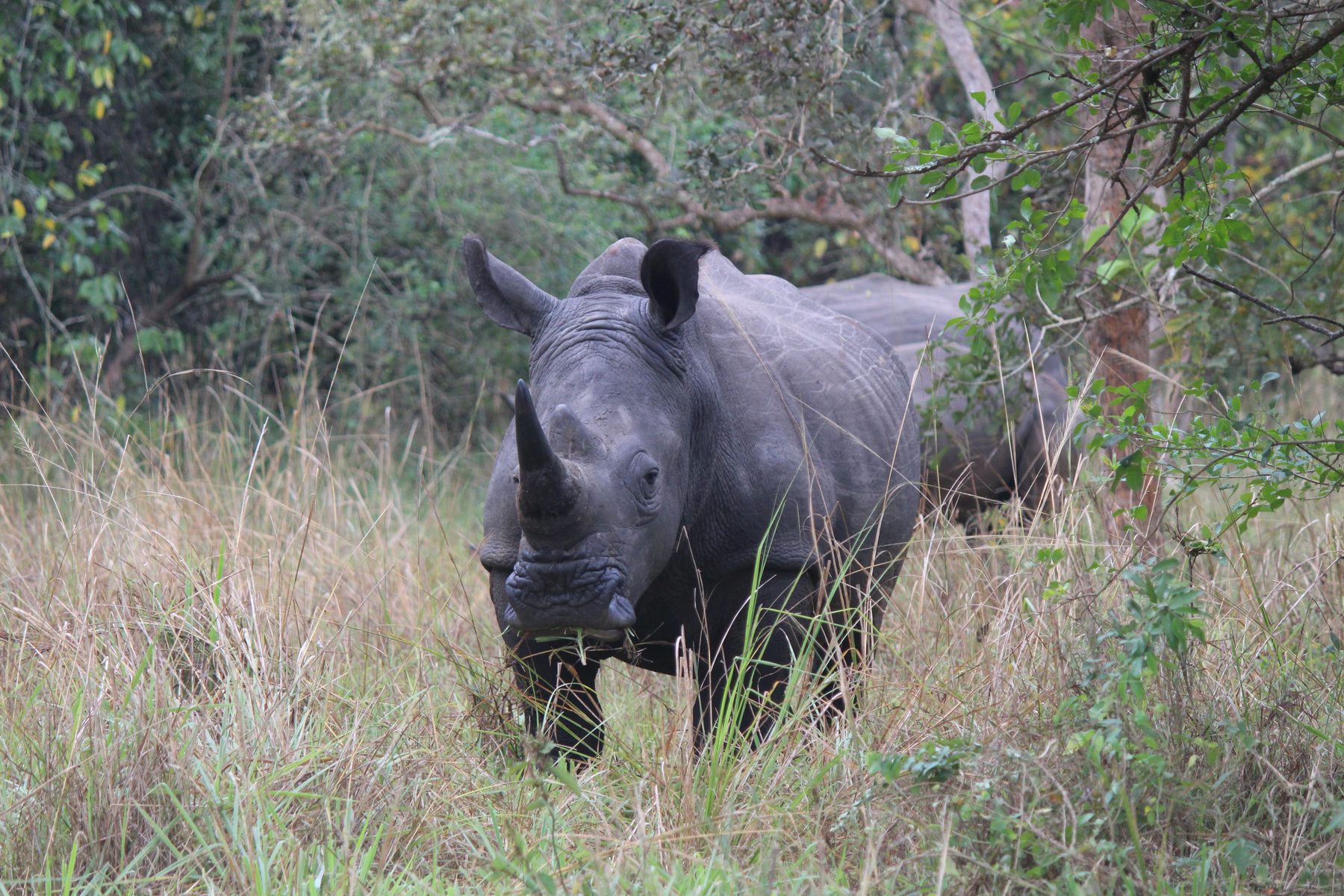 Southern white rhino grazing in bush at Ziwa Rhino Sanctuary, Uganda