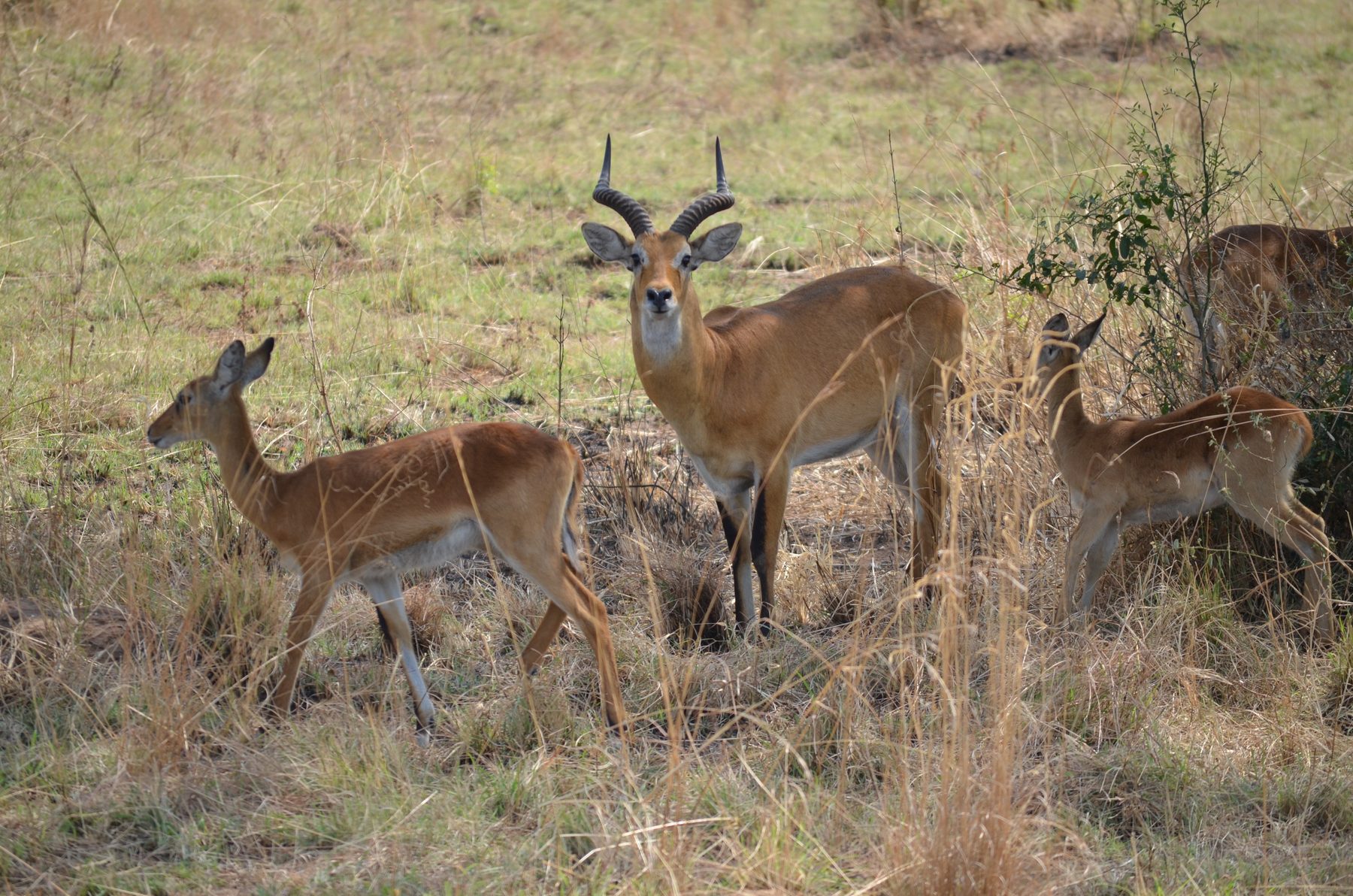 Male Uganda kob with lyre-shaped horns standing with females, Murchison Falls National Park