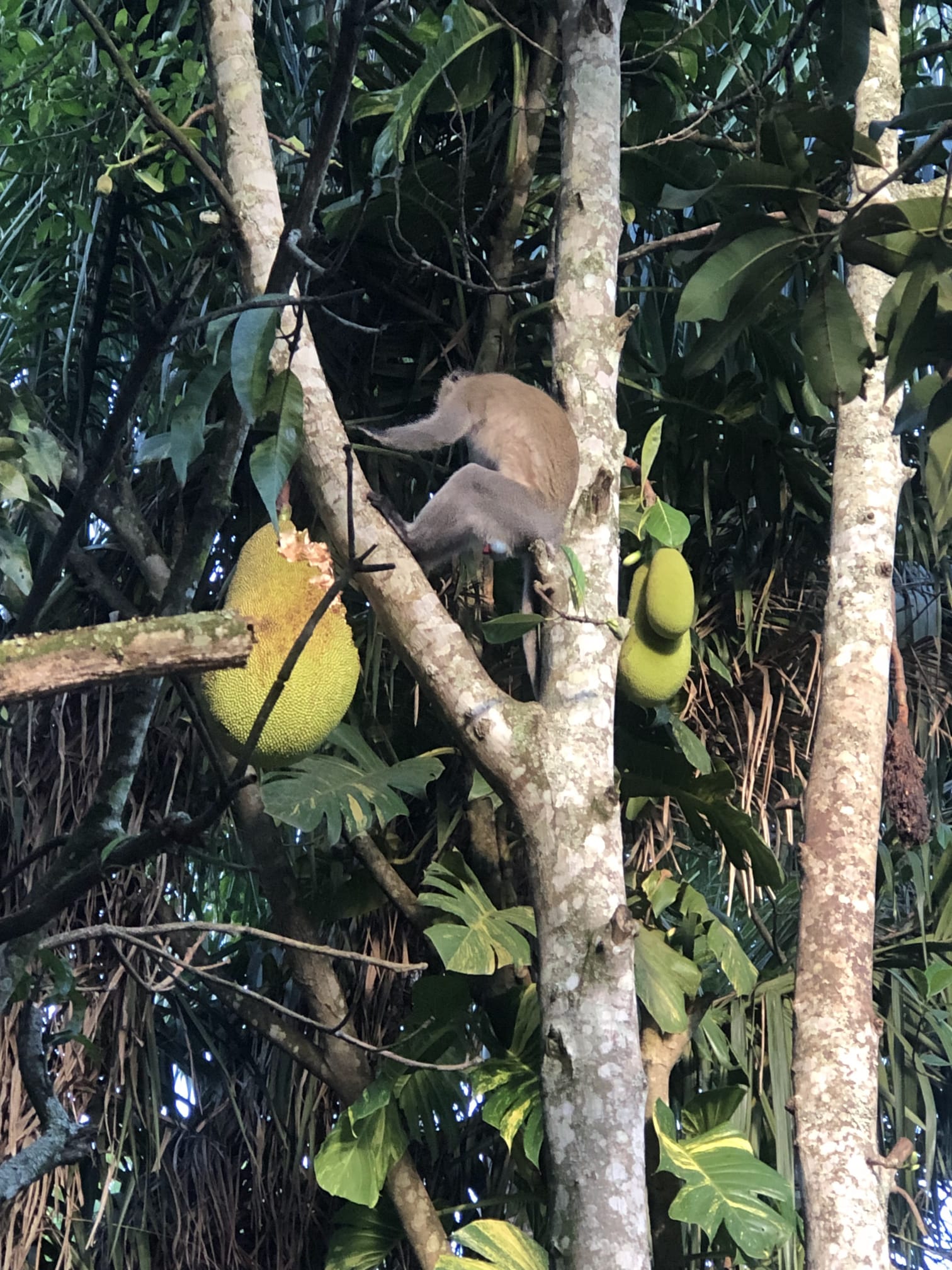 Monkey climbing through a jackfruit tree near Jinja