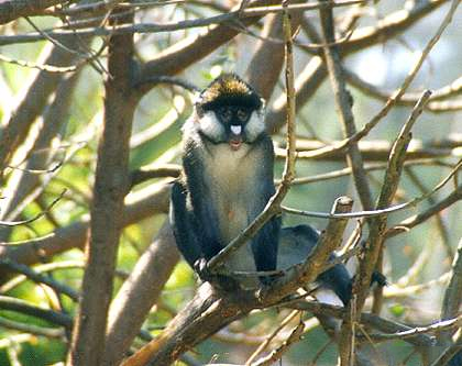 Red-tailed monkey in Mabira Forest