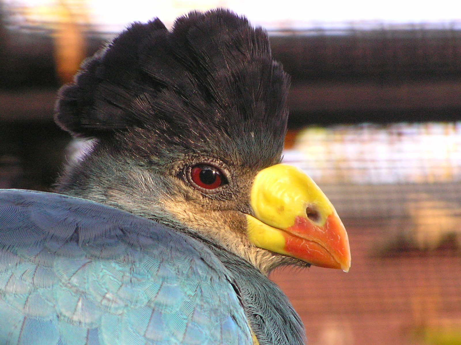 Great Blue Turaco — vivid blue-green plumage, yellow-red bill, Mabira Forest